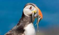 Skomer Island Puffin