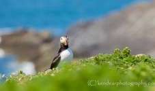 Skomer Island Puffin