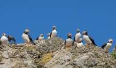 Skomer Island Puffin